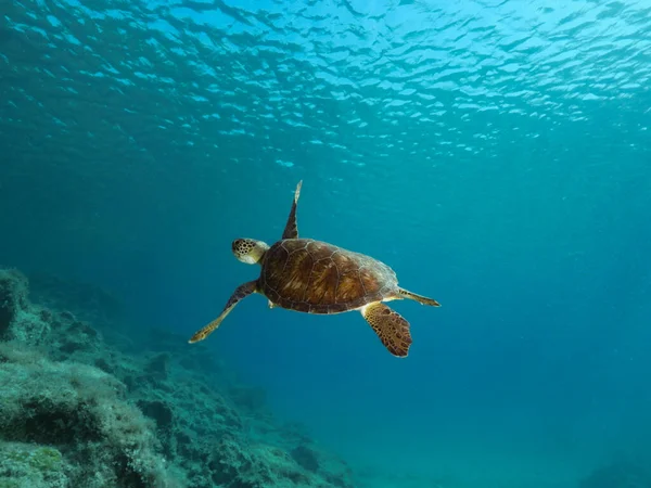 Akdeniz 'de zarif bir şekilde yüzmek. 