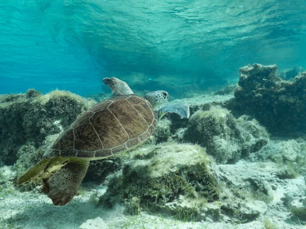 Green sea turtle from Cyprus