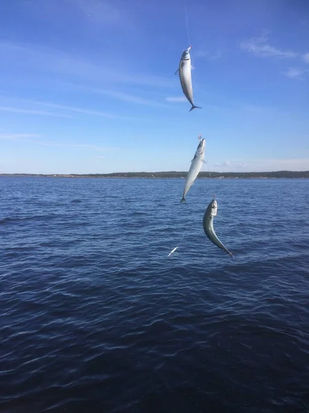 stock image Fishing mackerel at Hvaler, Norway