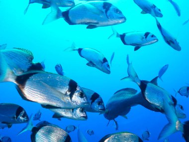 Kıbrıs 'tan iki bantlı deniz çamı