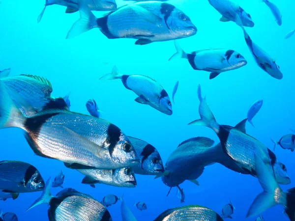 Kıbrıs 'tan iki bantlı deniz çamı