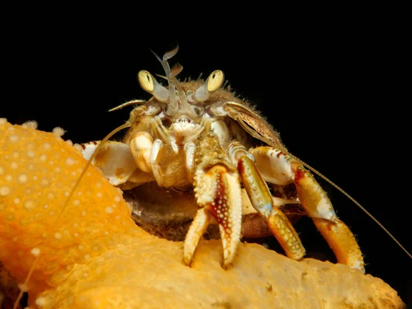 Hermit Crab Oslo Norway — Stock Photo, Image