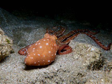Long legged octopus at night clipart