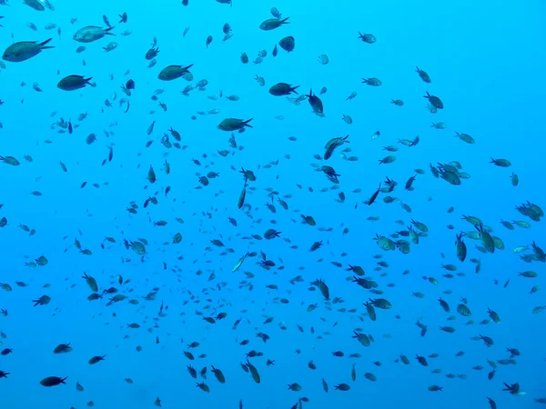 stock image                                School of damselfish in Cyprus 