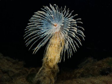 Milos adasının yukarısından görülen plaj