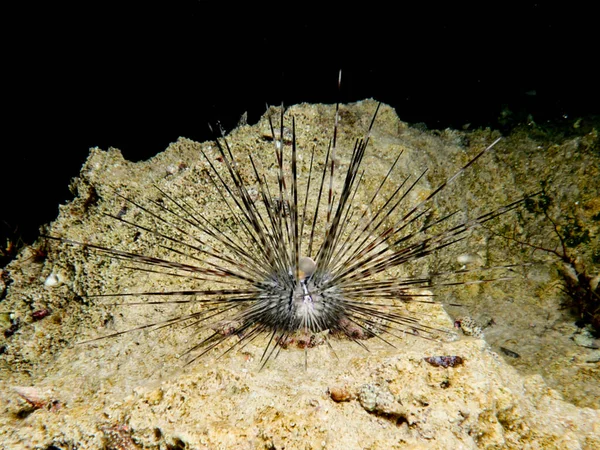 Εισβολικός Αχινός Στη Μεσόγειο Diadema Setosum — Φωτογραφία Αρχείου