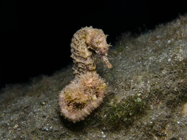 stock image Cute seahorse at night in the Mediterranean Sea 