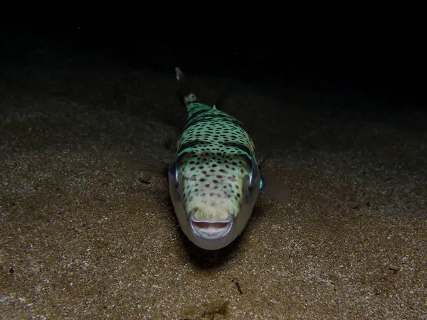 Toadfish Mortalmente Invasivo Mar Mediterrâneo — Fotografia de Stock