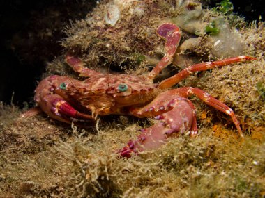 Yüzen yengeç - Charybdis sp. Kıbrıs 'tan 