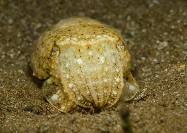 Geceleri mürekkep balığı sepisi resmi.