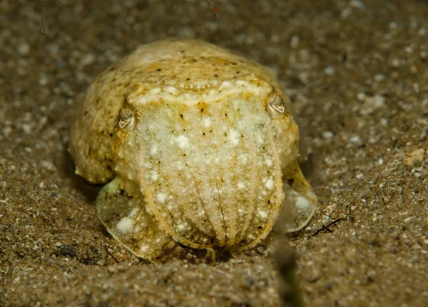 stock image Squid sepia officinalis at night