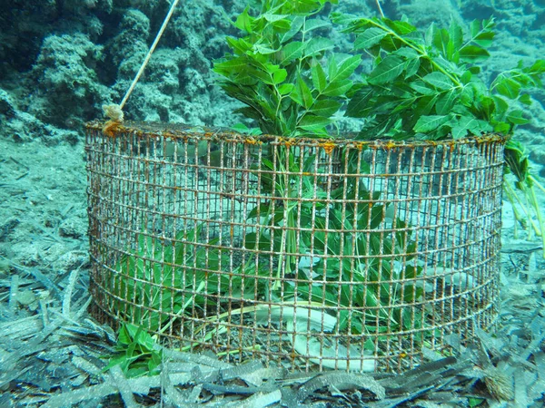 Kıbrıs, Akdeniz 'den balık kafesi 