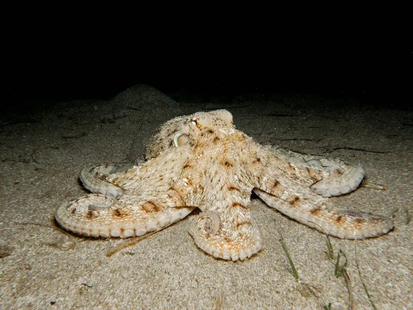 夜间在沙地上的章鱼 — 图库照片