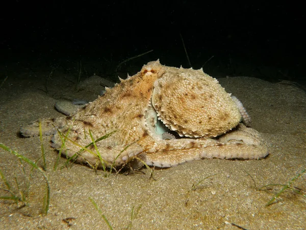 来自塞浦路斯 地中海的共同章鱼 — 图库照片