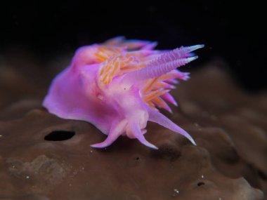 Kahverengi bir deniz süngeri üzerinde Flabellina.