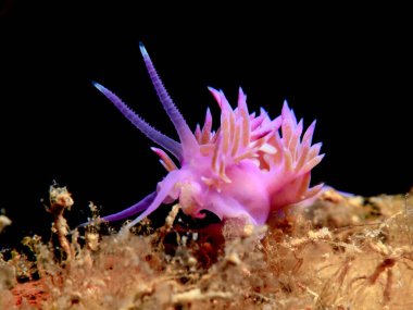 Afrodit adasından hoş bir çıplaklık. 