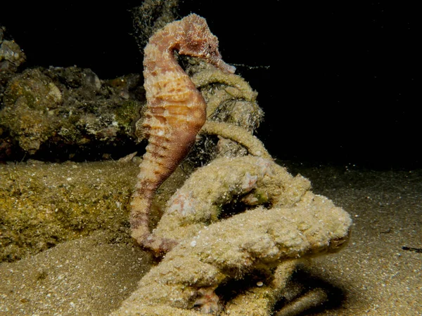 Hippocampus Fuscus Στερεωμένο Σχοινί — Φωτογραφία Αρχείου
