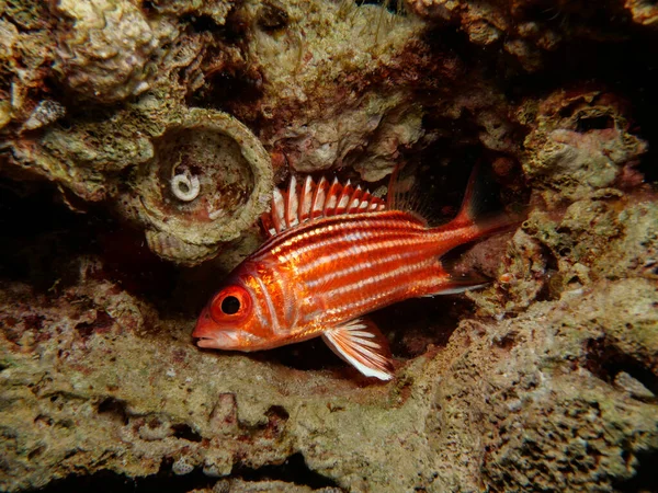 Sargocentron Rubrum Pesce Soldato Cipro — Foto Stock