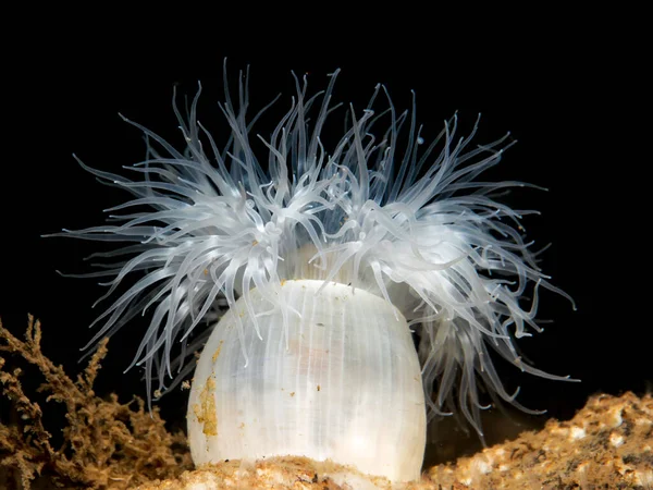 White sea anemone from Oslo fjord