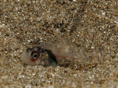 Yeni doğan Epinephelus sp. Kıbrıs 'tan