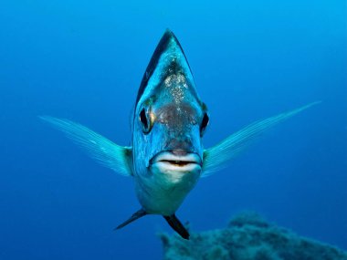 Görkemli bir deniz çipurasına yakın. 