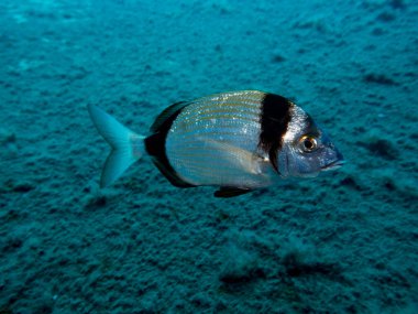 Parlak iki bantlı çipura. 