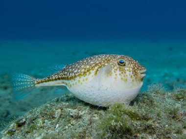 inflated invasive pufferfish from the island of Cyprus  clipart