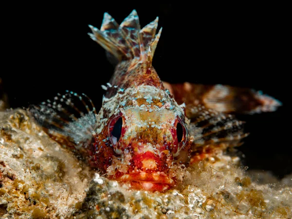 马德拉石鱼 天蝎座马德拉石鱼 — 图库照片