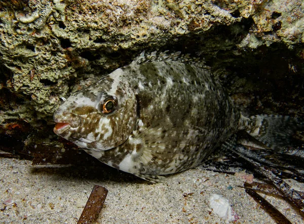 Dusky spinefoot at night in the sea of Cyprus