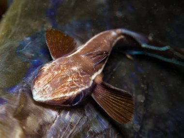 Remora or suckerfish on the back of a dead cornetfish clipart