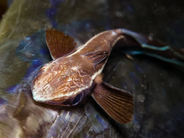 Remora Suckerfish Parte Trás Cornetfish Morto — Fotografia de Stock