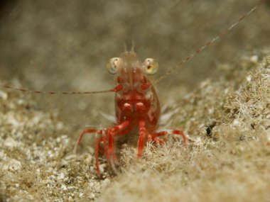 Kıbrıs 'tan karides sarayı tırmığı