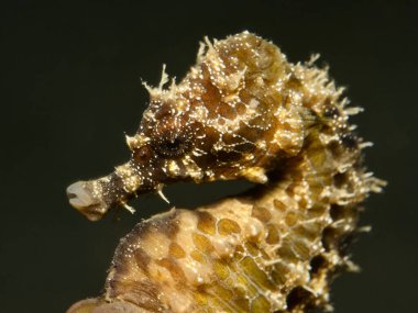 Akdeniz 'de gece yarısı Sarı Deniz Atı 