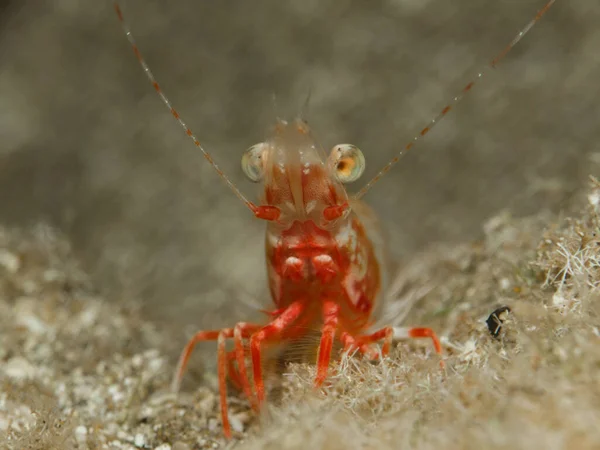 키프로스에서 Shrimp Palaemon Serratus — 스톡 사진
