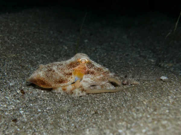 小章鱼在夜间玩耍 — 图库照片