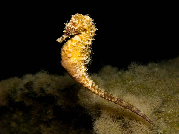 Żółty Koń Morski Nocą Morzu Śródziemnym — Zdjęcie stockowe