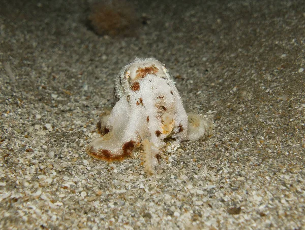 stock image Playful baby octopus at night 