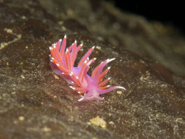 Pembe çıplak Flabellina bir deniz süngeri üzerinde. 