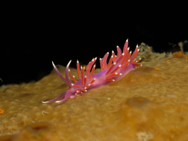 Vaaleanpunainen Nudibranch Flabellina Affinis Merisienellä — kuvapankkivalokuva