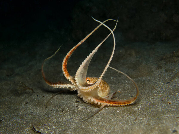 Игривый осьминог в ночное время