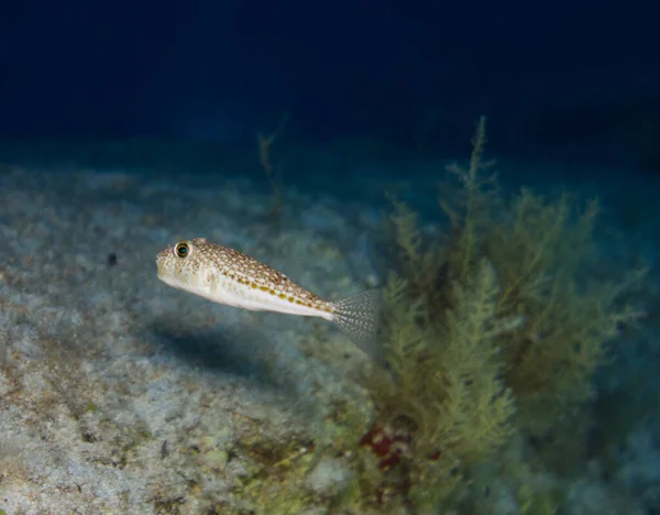 Pufferfish Manchado Amarelo Torquigener Flavimaculosus Chipre — Fotografia de Stock