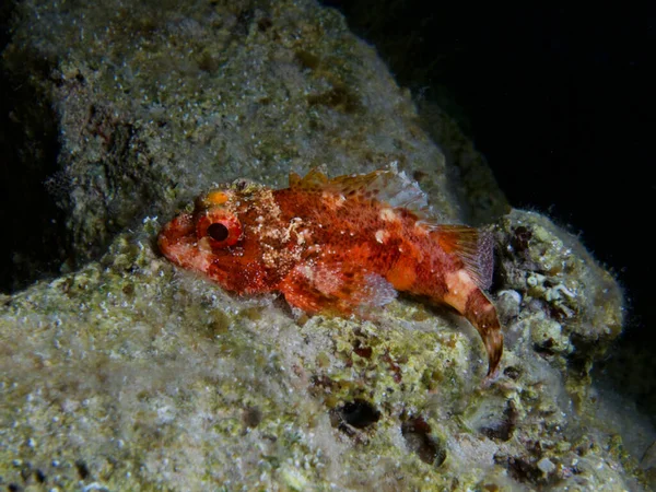 Madeira Rockfish Cyprus Mediterranean Sea —  Fotos de Stock