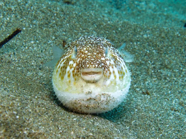 Inflated Puffer Fish Cyprus — Stock Photo, Image