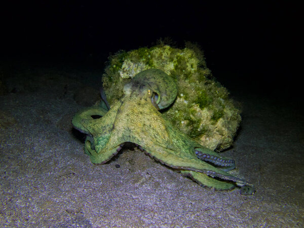 Зеленый гоблин с восемью руками 