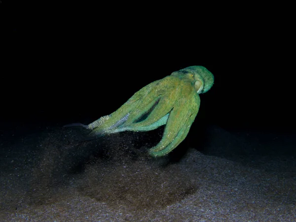 Glowing Octopus Cyprus Mediterranean Sea — Stock Photo, Image