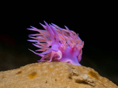 Nudibranch Flabellina affinis from Cyprus 