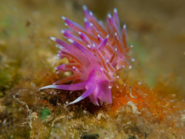 Nudibranch Flabellina affinis from Cyprus 