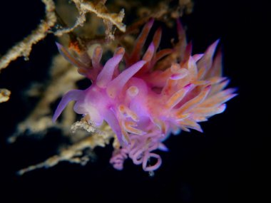 Nudibranch Flabellina affinis from Cyprus 