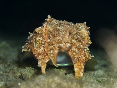 Kıbrıs, Akdeniz 'den mürekkep balığı 