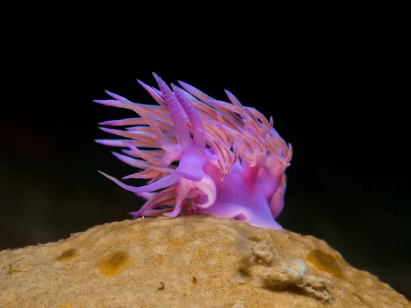 Nudibranch Flabellina Affinis Cyprus — ストック写真